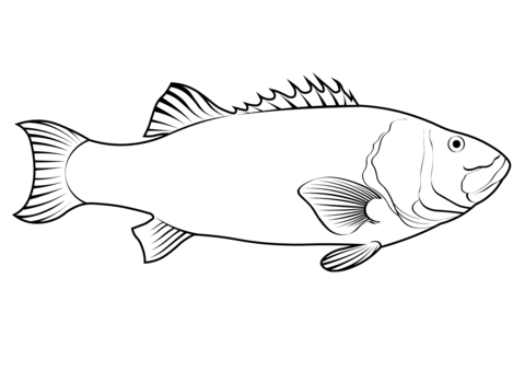 Giant Sea Bass (Stereolepis Gigas) Coloring Page